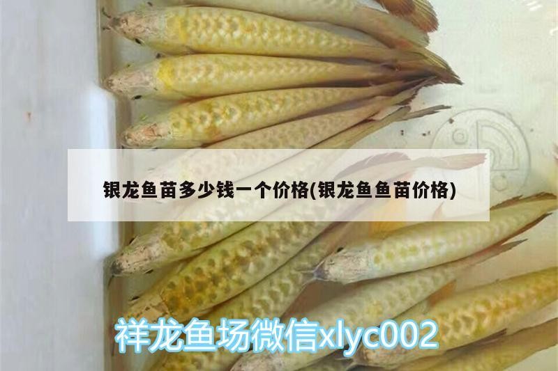 銀龍魚苗多少錢一個價格(銀龍魚魚苗價格)