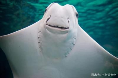 魟魚的嘴巴：類魚的嘴巴長在肚子下面 魟魚的嘴巴：類魚的嘴巴長在肚子下面 魟魚百科 第3張