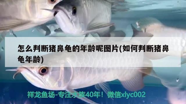 怎么判斷豬鼻龜?shù)哪挲g呢圖片(如何判斷豬鼻龜年齡) 怎么判斷豬鼻龜?shù)哪挲g呢圖片(如何判斷豬鼻龜年齡) 豬鼻龜百科