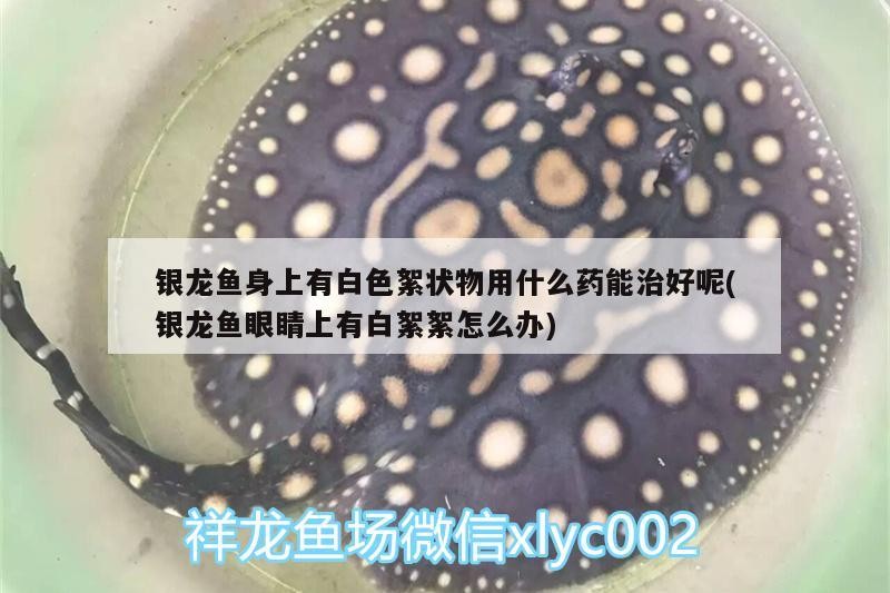 銀龍魚身上有白色絮狀物用什么藥能治好呢(銀龍魚眼睛上有白絮絮怎么辦)