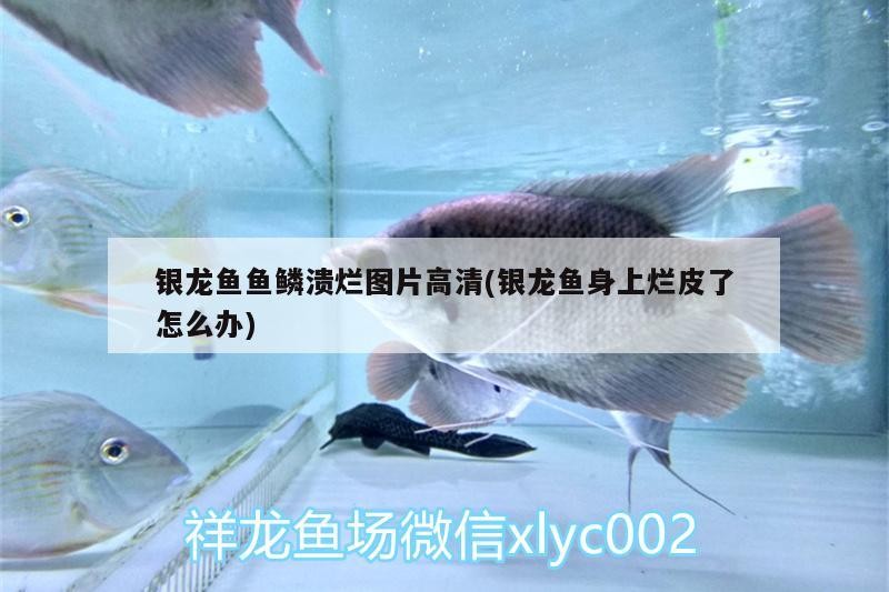 銀龍魚魚鱗潰爛圖片高清(銀龍魚身上爛皮了怎么辦)
