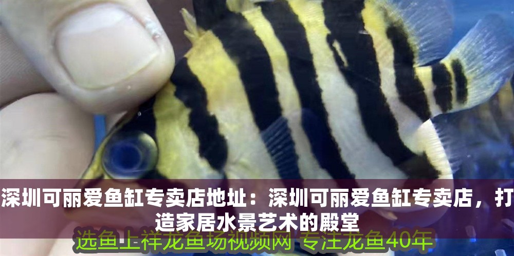 深圳可麗愛魚缸專賣店地址:深圳可麗愛魚缸專賣店,打造家居水景藝術的殿堂 iwish愛唯希品牌魚缸 第1張 深圳可麗愛魚缸專賣店地址:深圳可麗愛魚缸專賣店,打造家居水景藝術的殿堂 深圳可麗愛魚缸專賣店地址:深圳可麗愛魚缸專賣店,打造家居水景藝術的殿堂 iwish愛唯希品牌魚缸 第1張