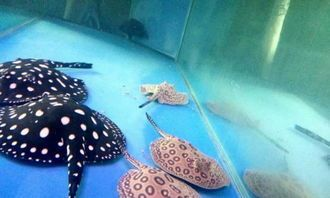 深圳可麗愛魚缸專賣店地址:深圳可麗愛魚缸專賣店,打造家居水景藝術的殿堂 iwish愛唯希品牌魚缸 第2張 深圳可麗愛魚缸專賣店地址:深圳可麗愛魚缸專賣店,打造家居水景藝術的殿堂 深圳可麗愛魚缸專賣店地址:深圳可麗愛魚缸專賣店,打造家居水景藝術的殿堂 iwish愛唯希品牌魚缸 第2張