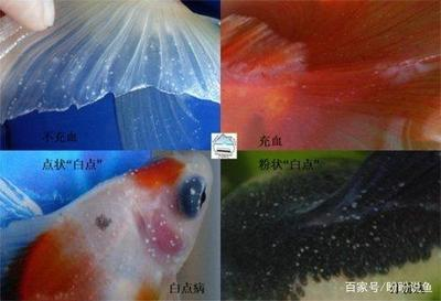 佛說養寵物養死的果報：養寵物消耗的是誰的福報
