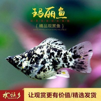 佛教中的龍是屬于道：佛教中的龍是屬于道教嗎
