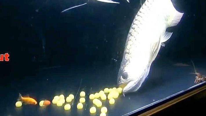 魚缸的水發白怎么處理（魚缸的水發白怎么處理方法）