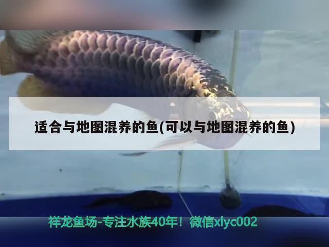 適合與地圖混養的魚(可以與地圖混養的魚)