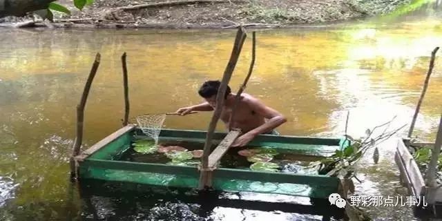 鳳尾龍睛魚怎么分公母：鳳尾龍睛魚怎么分公母圖片