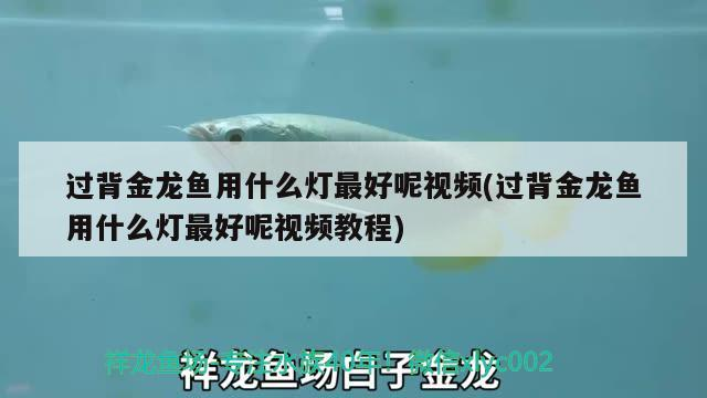 魚缸用增氧泵價格是多少:魚缸增氧機-xtrac增氧機-xtrac增氧機 過背金龍魚用什么燈最好呢視頻(過背金龍魚用什么燈最好呢視頻教程) 金龍魚百科 過背金龍魚用什么燈最好呢視頻(過背金龍魚用什么燈最好呢視頻教程) 過背金龍魚用什么燈最好呢視頻(過背金龍魚用什么燈最好呢視頻教程) 金龍魚百科