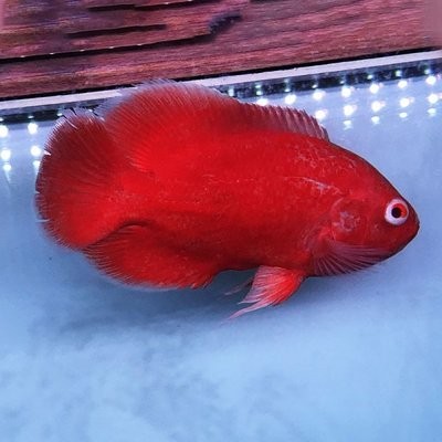 風水魚養(yǎng)在哪些位置好：風水魚養(yǎng)在哪些位置好呢 風水魚養(yǎng)在哪些位置好：風水魚養(yǎng)在哪些位置好呢 龍魚百科 第3張