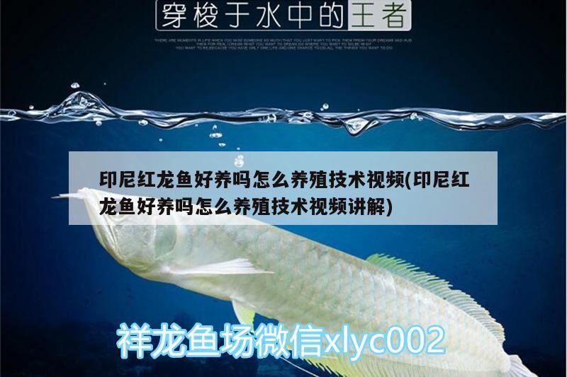 印尼紅龍魚好養(yǎng)嗎怎么養(yǎng)殖技術(shù)視頻(印尼紅龍魚好養(yǎng)嗎怎么養(yǎng)殖技術(shù)視頻講解)