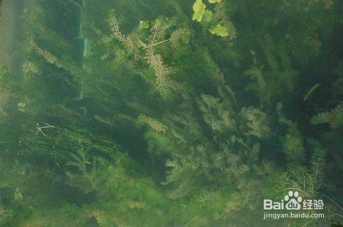 風水魚缸放什么位置最好：風水魚缸放什么位置最好呢