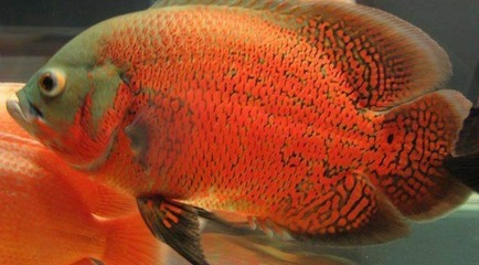 風水魚不能朝北的原因：風水魚朝向 風水魚不能朝北的原因：風水魚朝向 龍魚百科 第2張