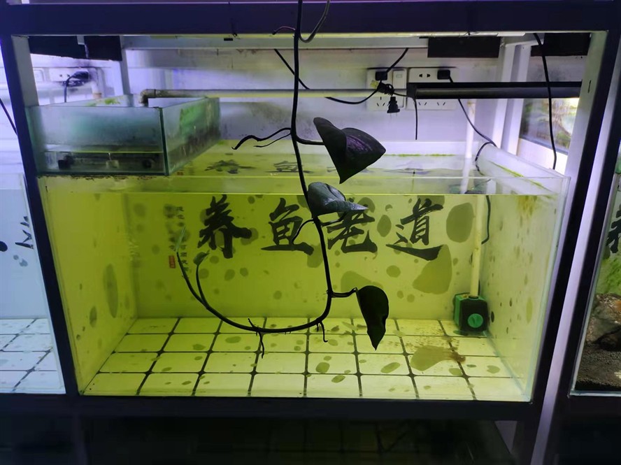 嘉峪關魚缸加工廠家地址在哪里啊（嘉峪關魚缸加工廠家地址在哪里啊電話）