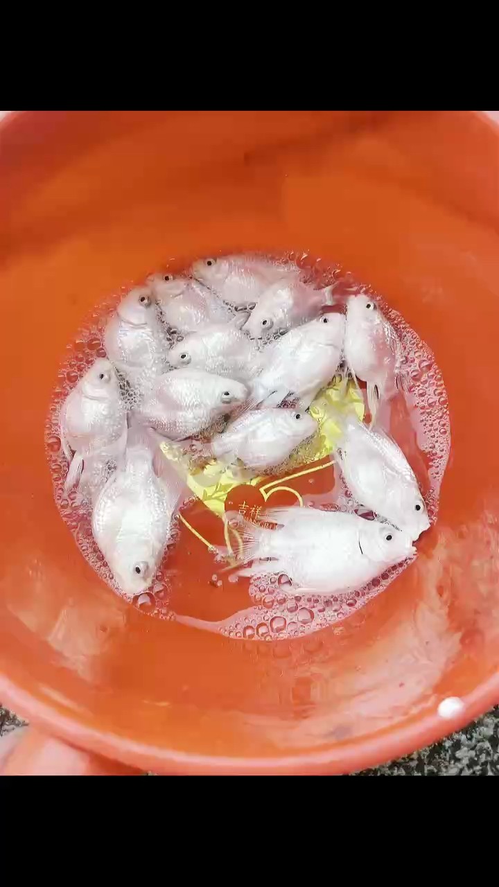白球蝴蝶鯉苗 看上的[gouyin] 白球蝴蝶鯉苗 看上的[gouyin] 龍魚論壇