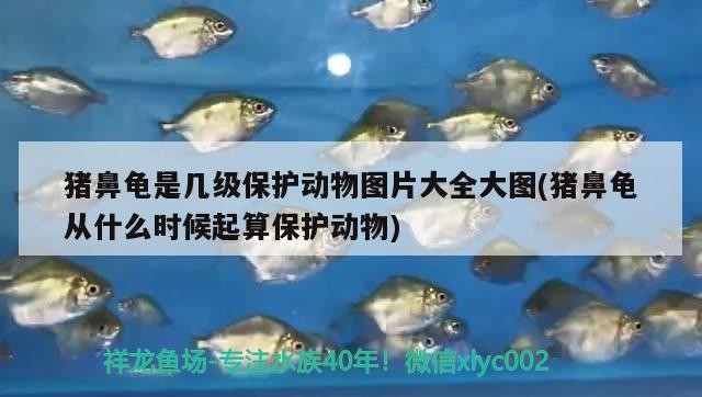 豬鼻龜是幾級保護(hù)動物圖片大全大圖(豬鼻龜從什么時候起算保護(hù)動物)