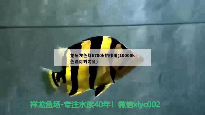 風水龍魚養幾條好旺財：風水龍魚養幾條好旺財運
