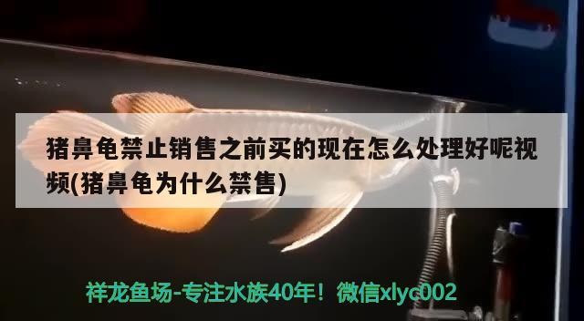 豬鼻龜禁止銷售之前買的現(xiàn)在怎么處理好呢視頻(豬鼻龜為什么禁售)