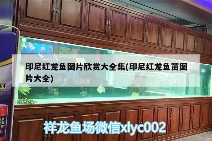 印尼紅龍魚圖片欣賞大全集(印尼紅龍魚苗圖片大全)