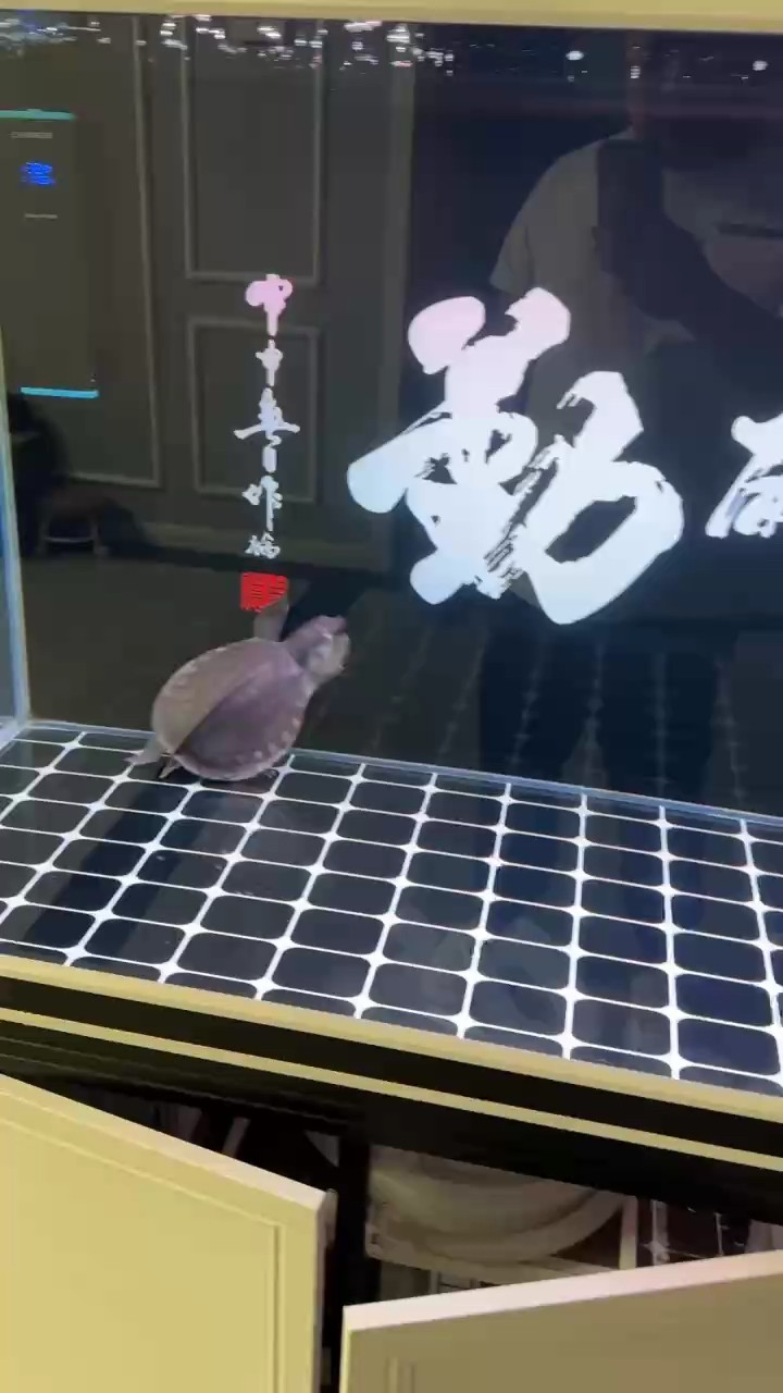 9月22號 9月22號 龍魚論壇 第1張