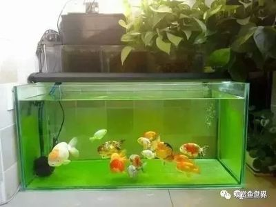 60 45 45魚缸多重：60 60 45 45魚缸多重：60 魚缸百科 第4張