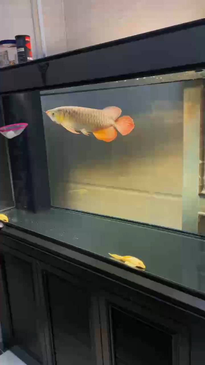 記錄第14個月，只能逗一下才能有狀態(tài)了