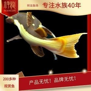 紅龍魚產地是哪個國家的品牌：紅龍魚與其他龍魚區別，紅龍魚市場價格趨勢詳解