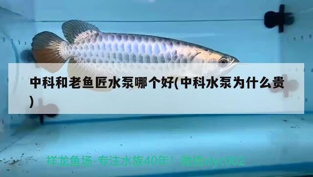 中科和老魚匠水泵哪個好(中科水泵為什么貴) 中科和老魚匠水泵哪個好(中科水泵為什么貴) 老魚匠