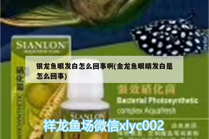 銀龍魚眼發白怎么回事啊(金龍魚眼睛發白是怎么回事) 銀龍魚眼發白怎么回事啊(金龍魚眼睛發白是怎么回事) 銀龍魚百科