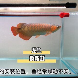 紅龍魚去哪里買比較好養(yǎng)：如何挑選紅龍魚