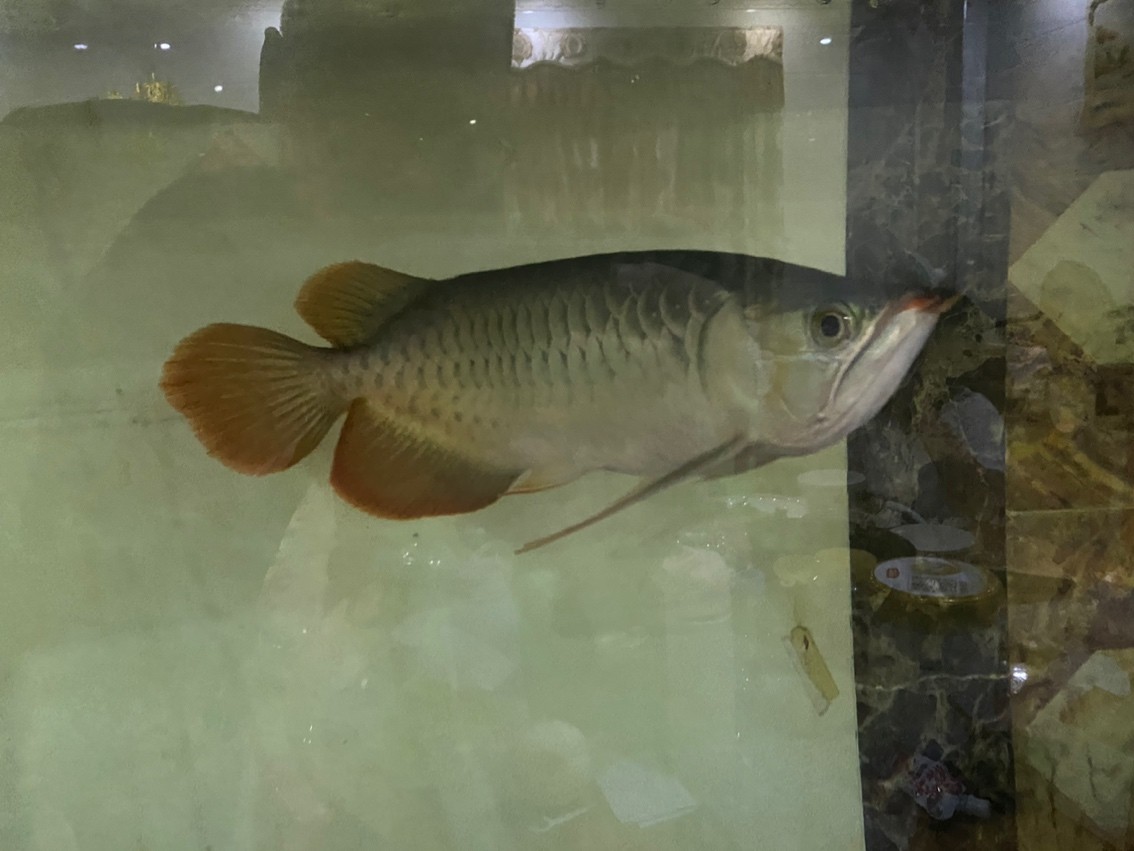 換水記錄 換水記錄 龍魚論壇