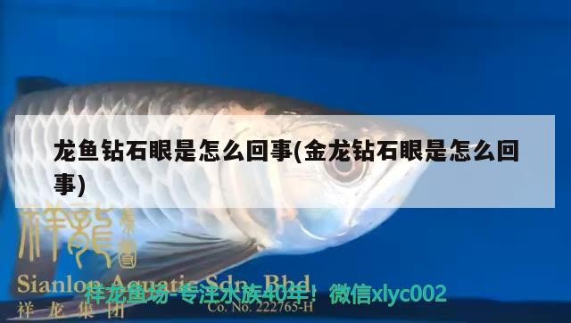 龍魚鉆石眼是怎么回事(金龍鉆石眼是怎么回事)