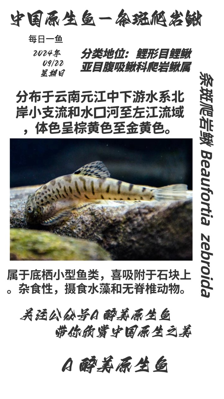 條斑爬巖鰍