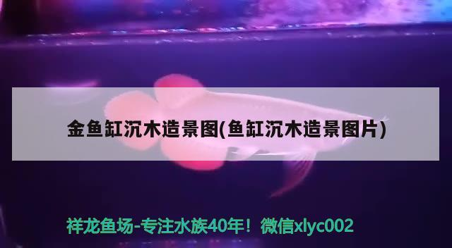 金魚(yú)缸沉木造景圖(魚(yú)缸沉木造景圖片)