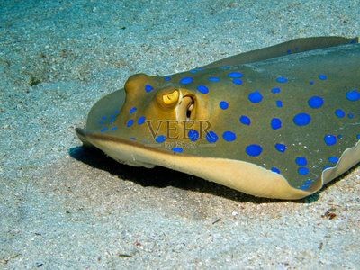 藍色的魟魚：藍色的魟魚是一種具有美麗外表和獨特的飼養要求的魚類