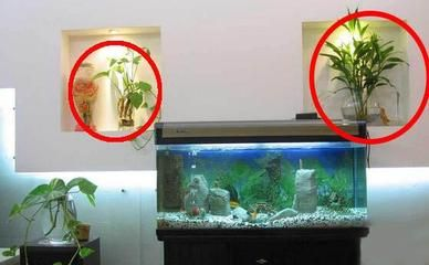 1.2米魚缸多高合適呢：1.2米長的家庭魚缸高度選擇結(jié)論