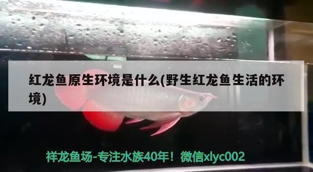 紅龍魚生活環境怎么樣：紅龍魚生活環境的詳細信息