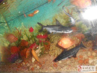 白城龍魚vs祥龍魚場（探討白城龍魚與祥龍魚場的差異之前，我們需要明確兩者所指的內容） 白城龍魚vs祥龍魚場（探討白城龍魚與祥龍魚場的差異之前，我們需要明確兩者所指的內容） 全國水族館企業名錄 第3張