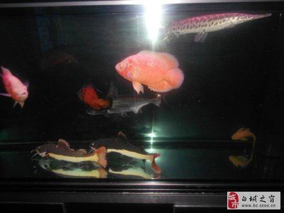 白城龍魚vs祥龍魚場（探討白城龍魚與祥龍魚場的差異之前，我們需要明確兩者所指的內容） 白城龍魚vs祥龍魚場（探討白城龍魚與祥龍魚場的差異之前，我們需要明確兩者所指的內容） 全國水族館企業名錄 第2張