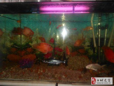 白城龍魚vs祥龍魚場（探討白城龍魚與祥龍魚場的差異之前，我們需要明確兩者所指的內容） 白城龍魚vs祥龍魚場（探討白城龍魚與祥龍魚場的差異之前，我們需要明確兩者所指的內容） 全國水族館企業名錄 第4張