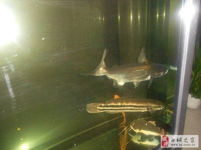 白城龍魚vs祥龍魚場（探討白城龍魚與祥龍魚場的差異之前，我們需要明確兩者所指的內容） 白城龍魚vs祥龍魚場（探討白城龍魚與祥龍魚場的差異之前，我們需要明確兩者所指的內容） 全國水族館企業名錄 第6張