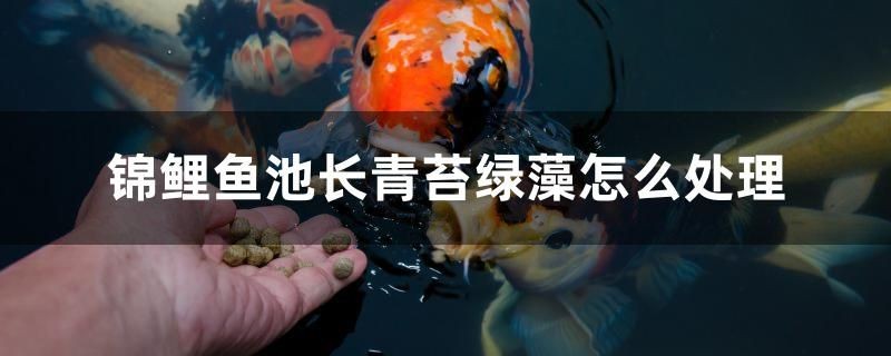 錦鯉魚池長青苔綠藻怎么處理 錦鯉魚池長青苔綠藻怎么處理 iwish愛唯希品牌魚缸