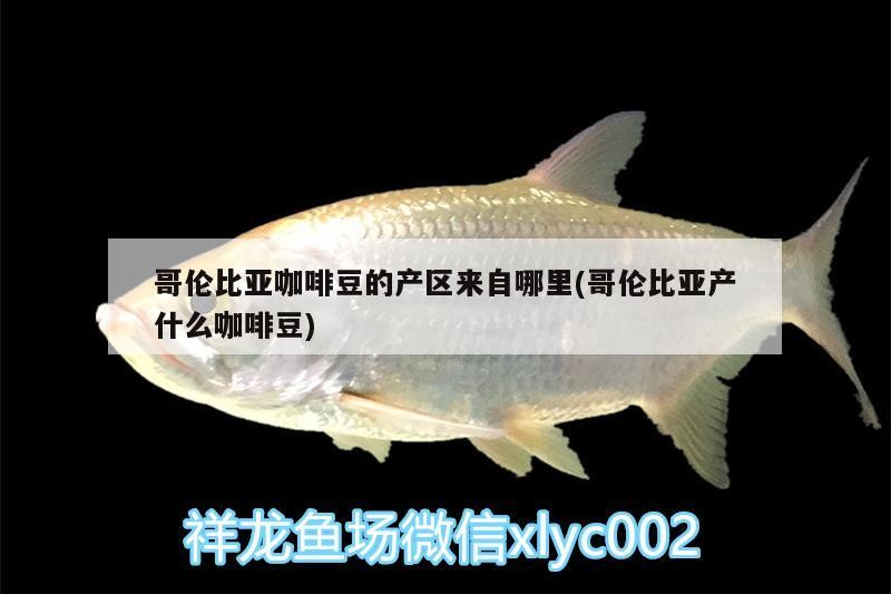 哥倫比亞咖啡豆的產區來自哪里(哥倫比亞產什么咖啡豆) 哥倫比亞咖啡豆的產區來自哪里(哥倫比亞產什么咖啡豆) 馬來西亞咖啡