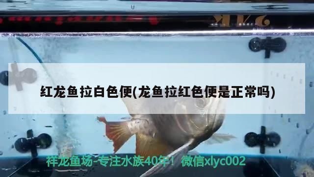 龍魚拉白便一定是腸炎嗎vs祥龍魚場(chǎng)：祥龍魚場(chǎng)的龍魚品種，龍魚腸炎的治療方法