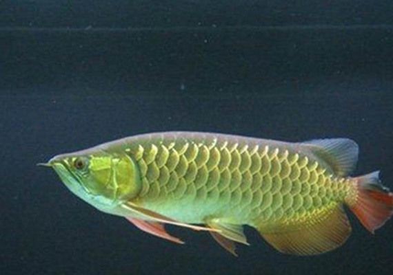 龍魚拉白便一定是腸炎嗎vs祥龍魚場：祥龍魚場的龍魚品種，龍魚腸炎的治療方法
