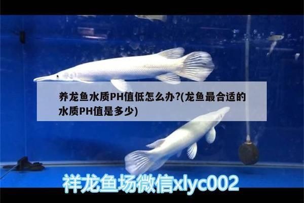 龍魚水質不好怎么辦用什么調理vs祥龍魚場:祥龍魚場水質管理改善龍魚水質產品 vs祥龍魚場 第2張 龍魚水質不好怎么辦用什么調理vs祥龍魚場:祥龍魚場水質管理改善龍魚水質產品 龍魚水質不好怎么辦用什么調理vs祥龍魚場:祥龍魚場水質管理改善龍魚水質產品 vs祥龍魚場 第2張