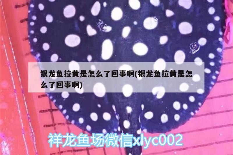 銀龍魚拉黃是怎么了回事啊(銀龍魚拉黃是怎么了回事啊)