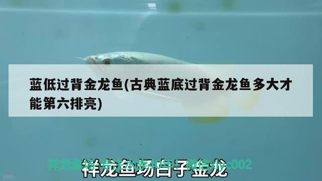 藍低過背金龍魚(古典藍底過背金龍魚多大才能第六排亮)