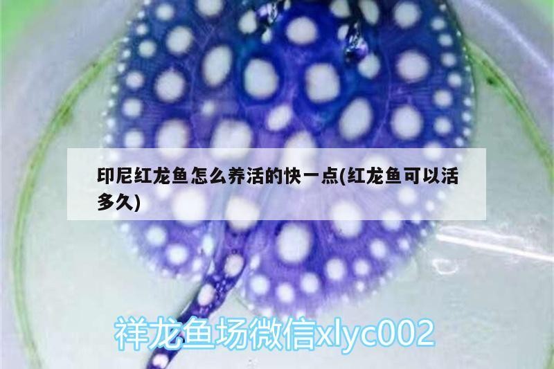 印尼紅龍魚怎么養活的快一點(紅龍魚可以活多久)