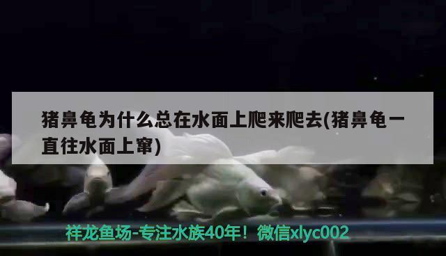 豬鼻龜為什么總在水面上爬來爬去(豬鼻龜一直往水面上竄)